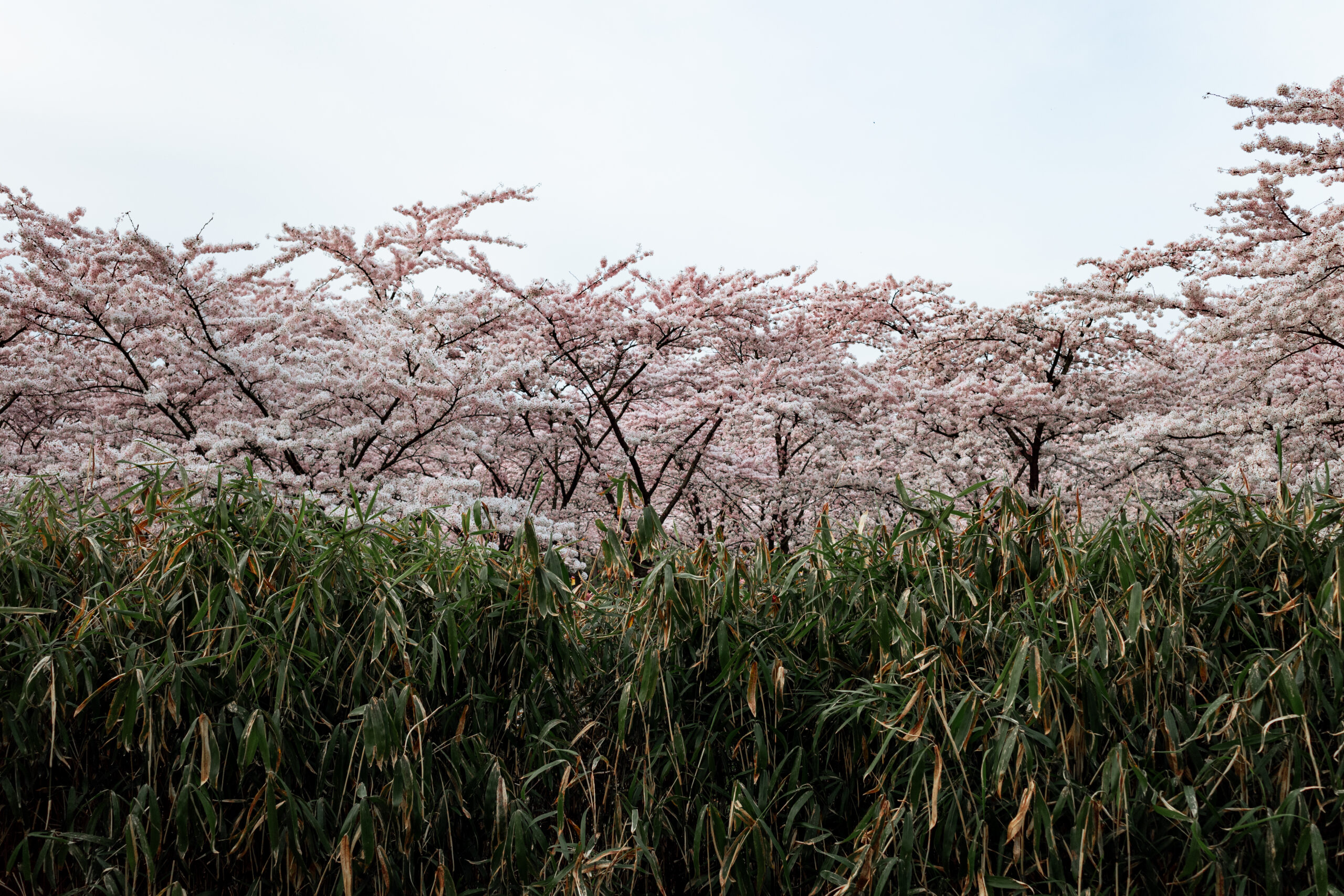 R0000157-ams-sakura-edit